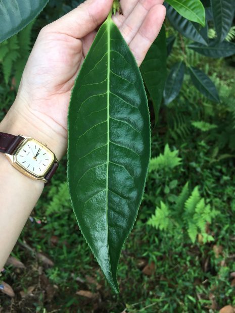 ancient leaf tea