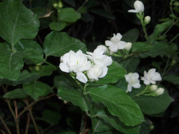 jasmine flower