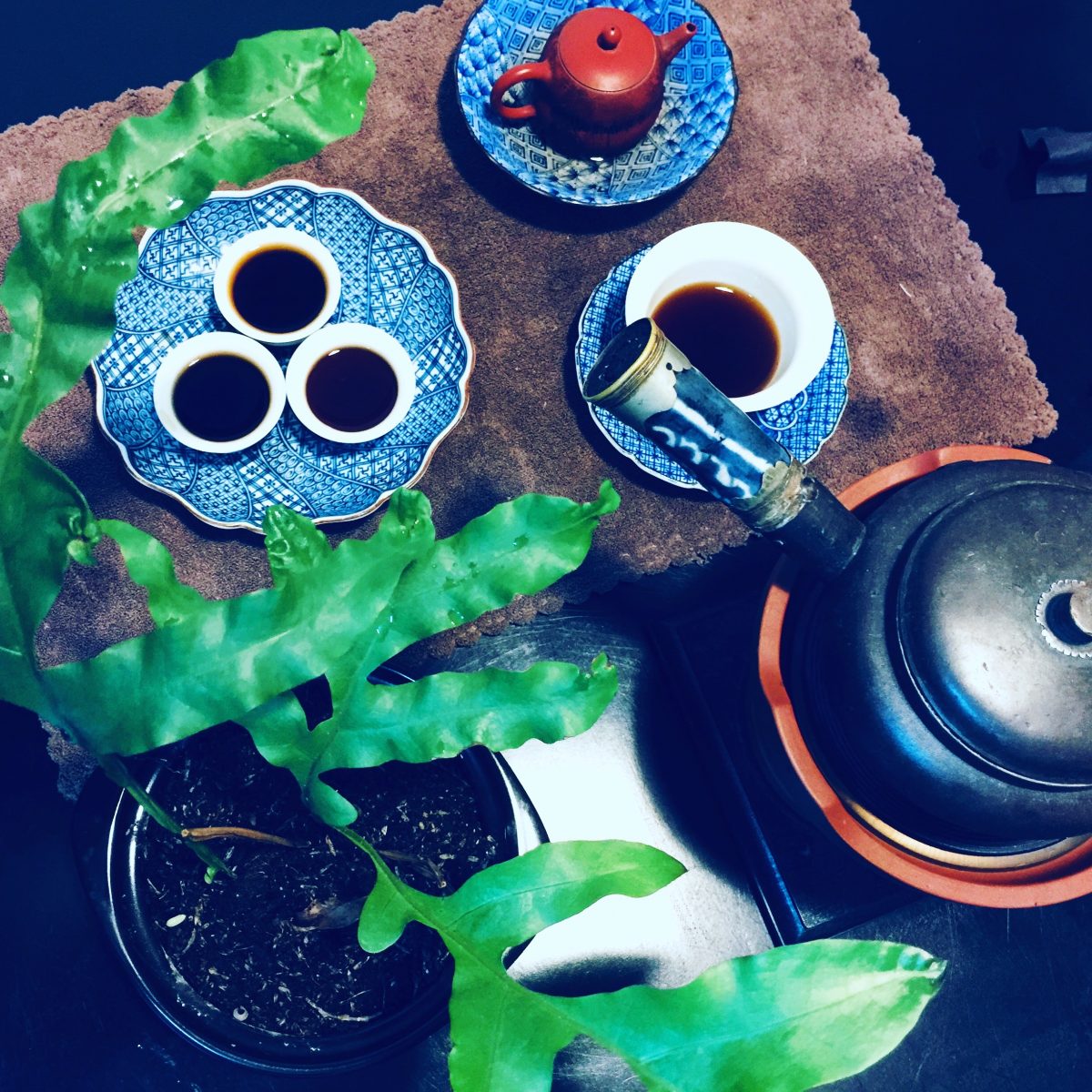 brewing pu erh tea